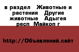  в раздел : Животные и растения » Другие животные . Адыгея респ.,Майкоп г.